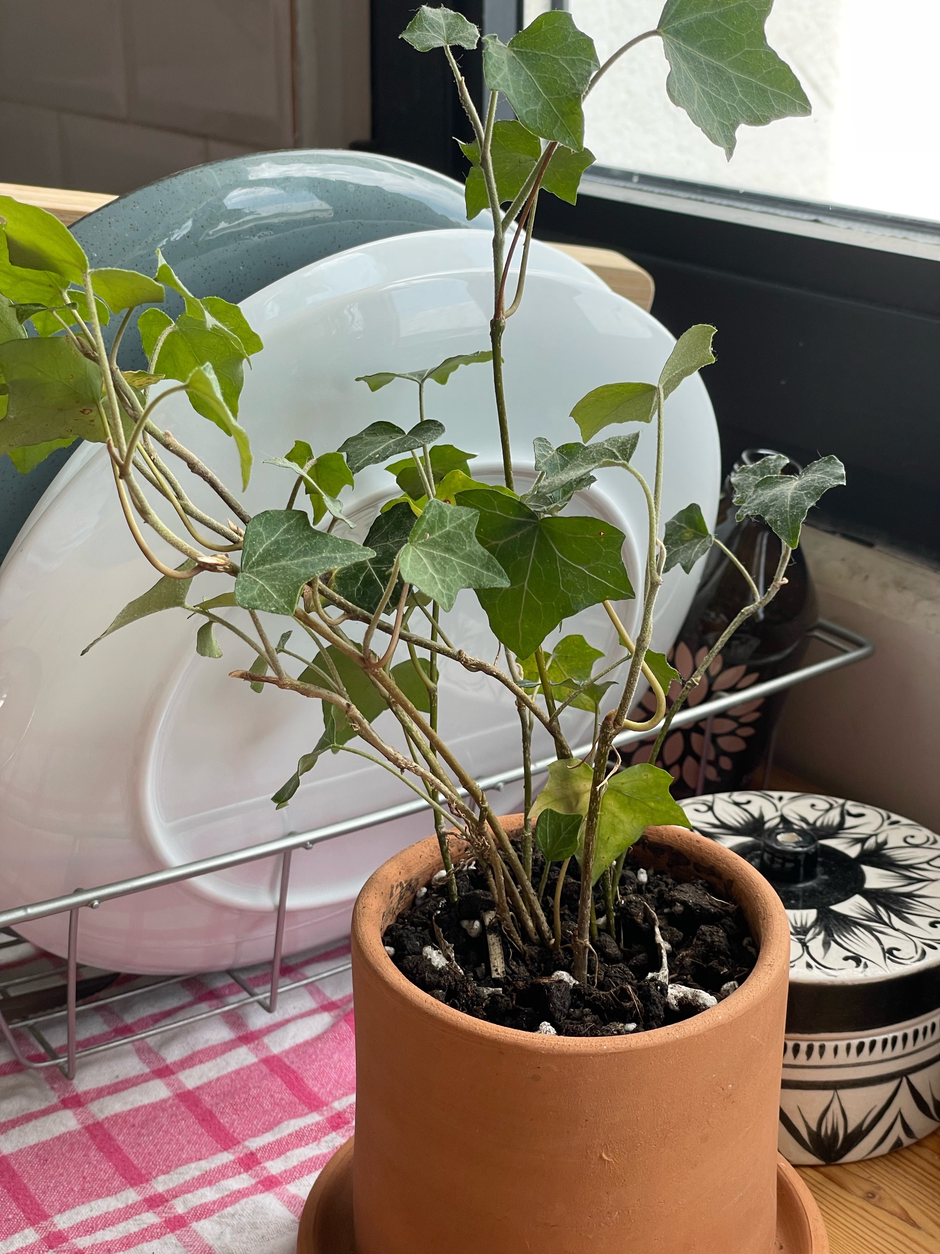 Potted Ivy Plant