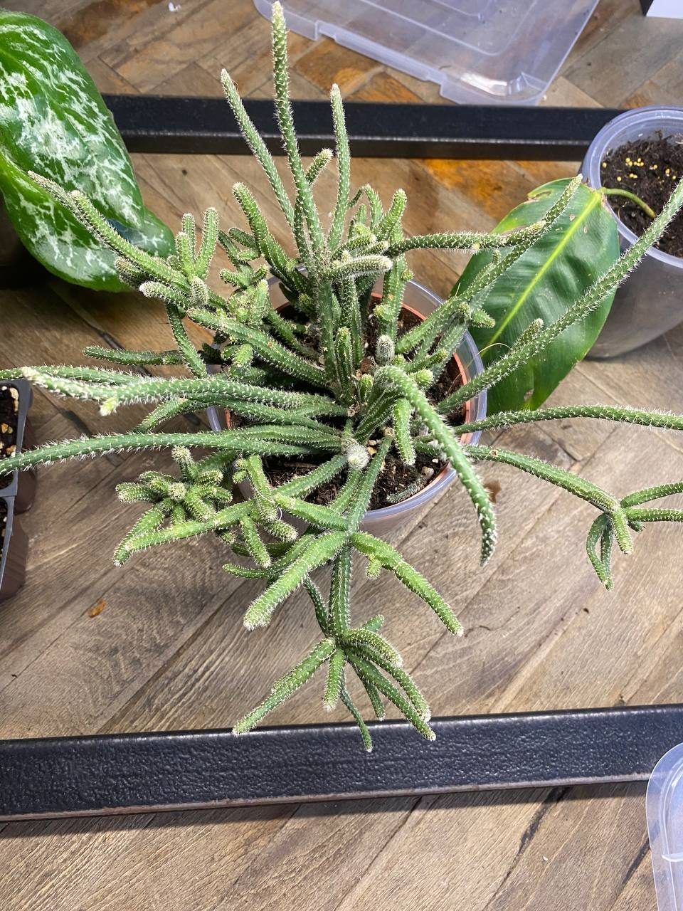 Кактус