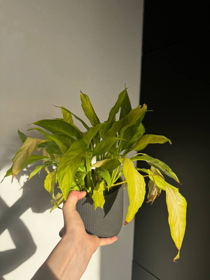 Спатифиллум, в черном кашпо