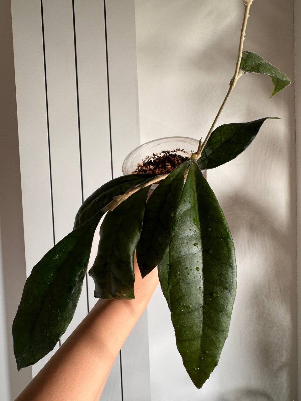 Хойя Hoya sp. Maenam iml-1420, взрослая