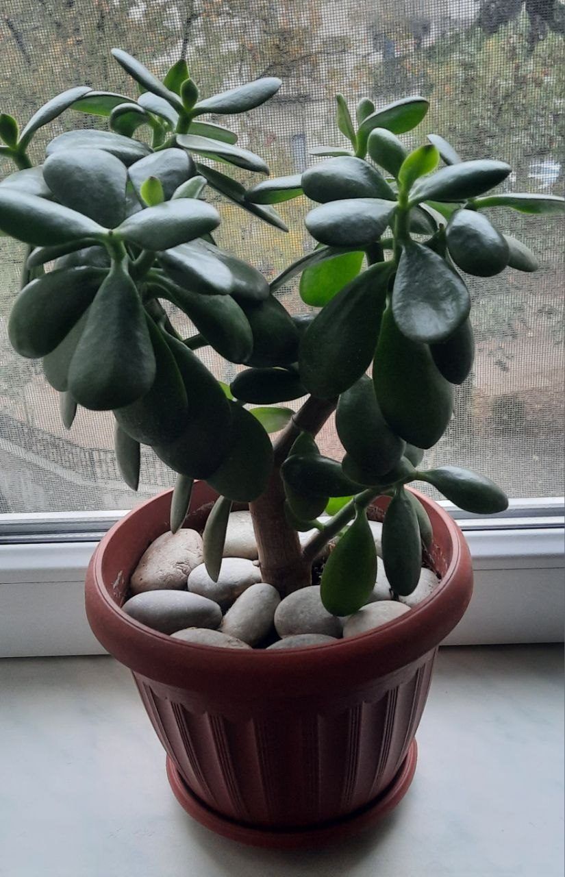 Суккулент