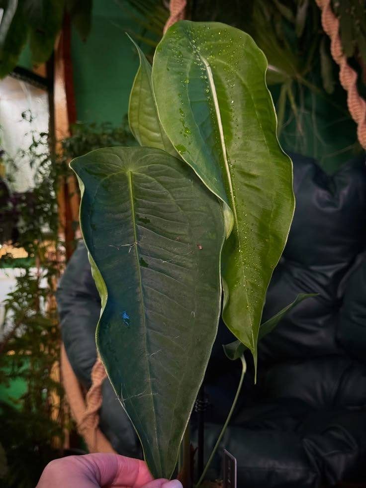 Anthurium peltigerum