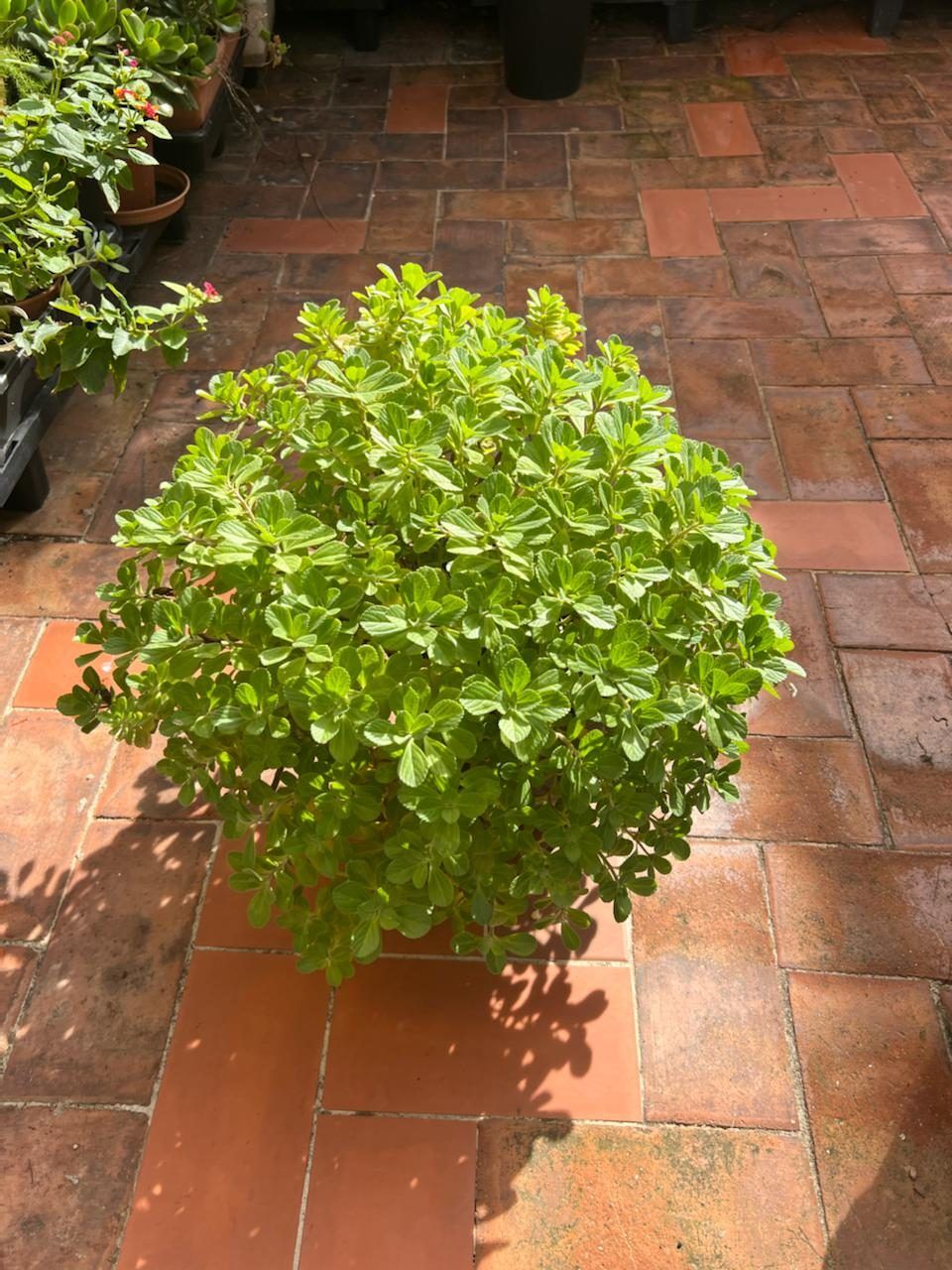 Колеус канина, куст