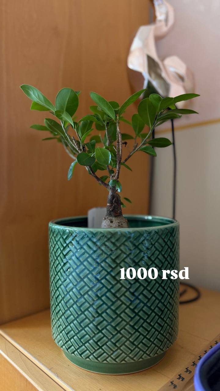Цветы