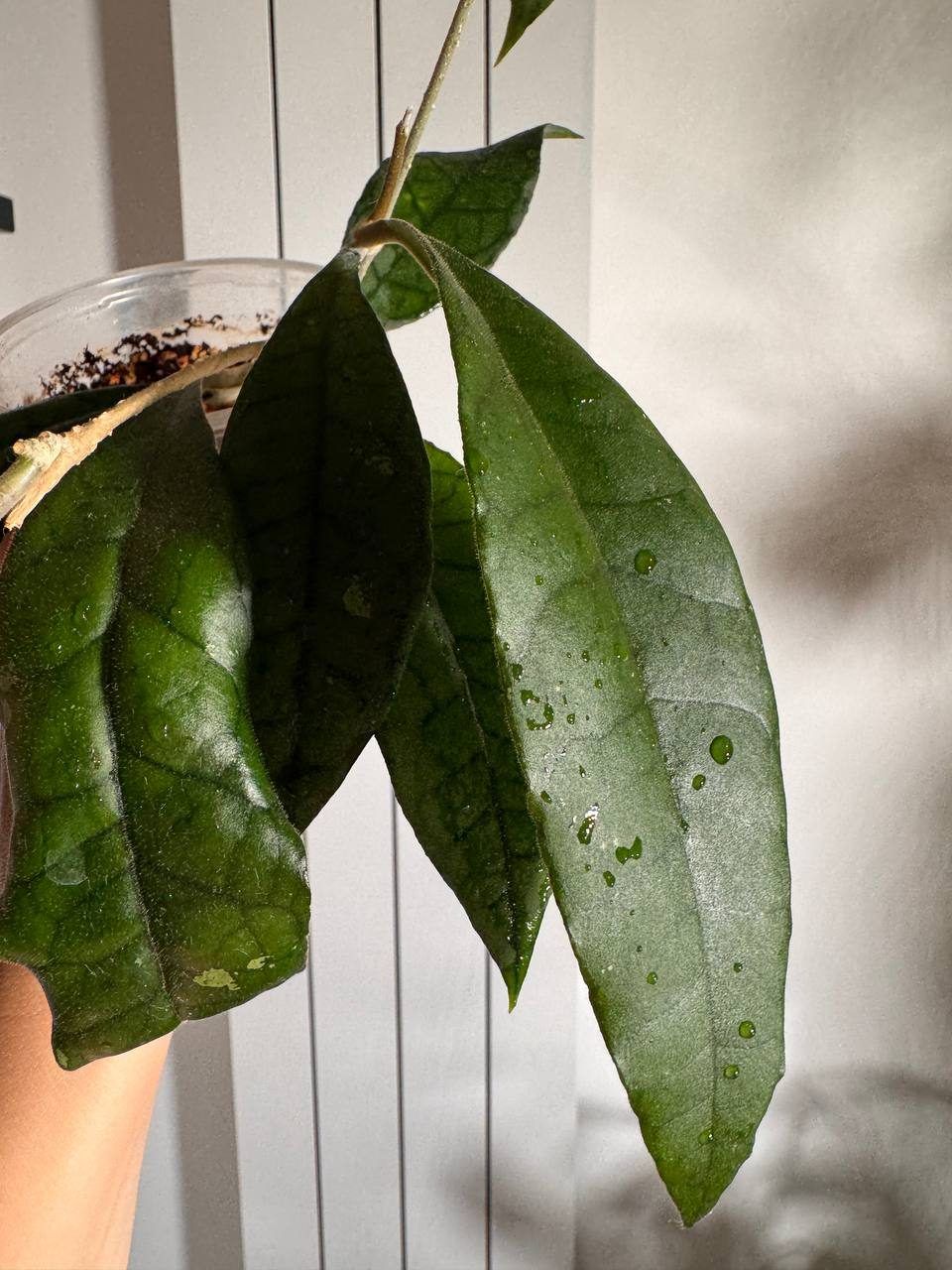 Хойя Hoya sp. Maenam iml-1420, взрослая
