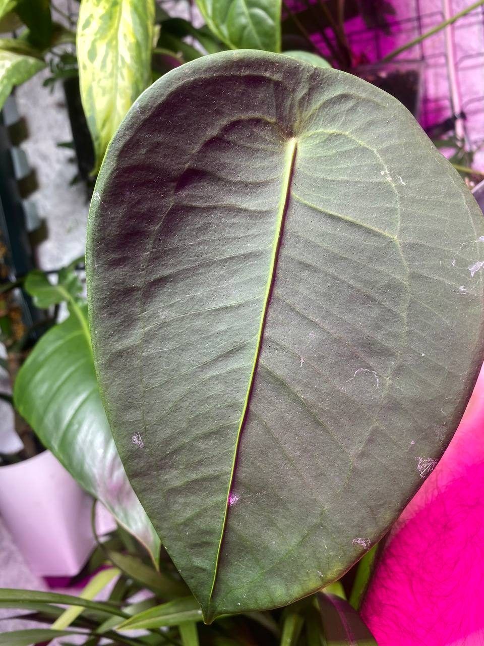 Anthurium peltigerum