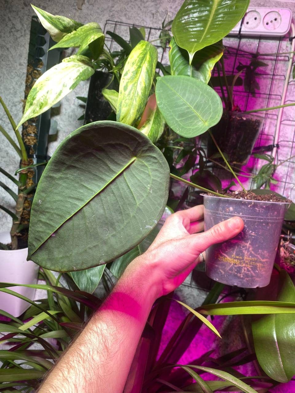 Anthurium peltigerum