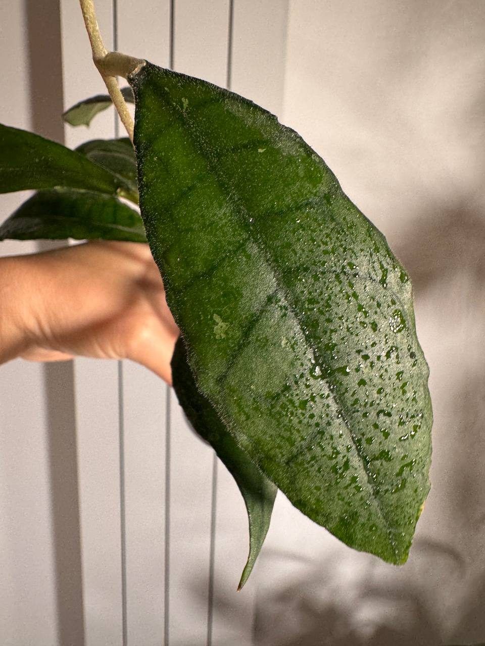 Хойя Hoya sp. Maenam iml-1420, взрослая