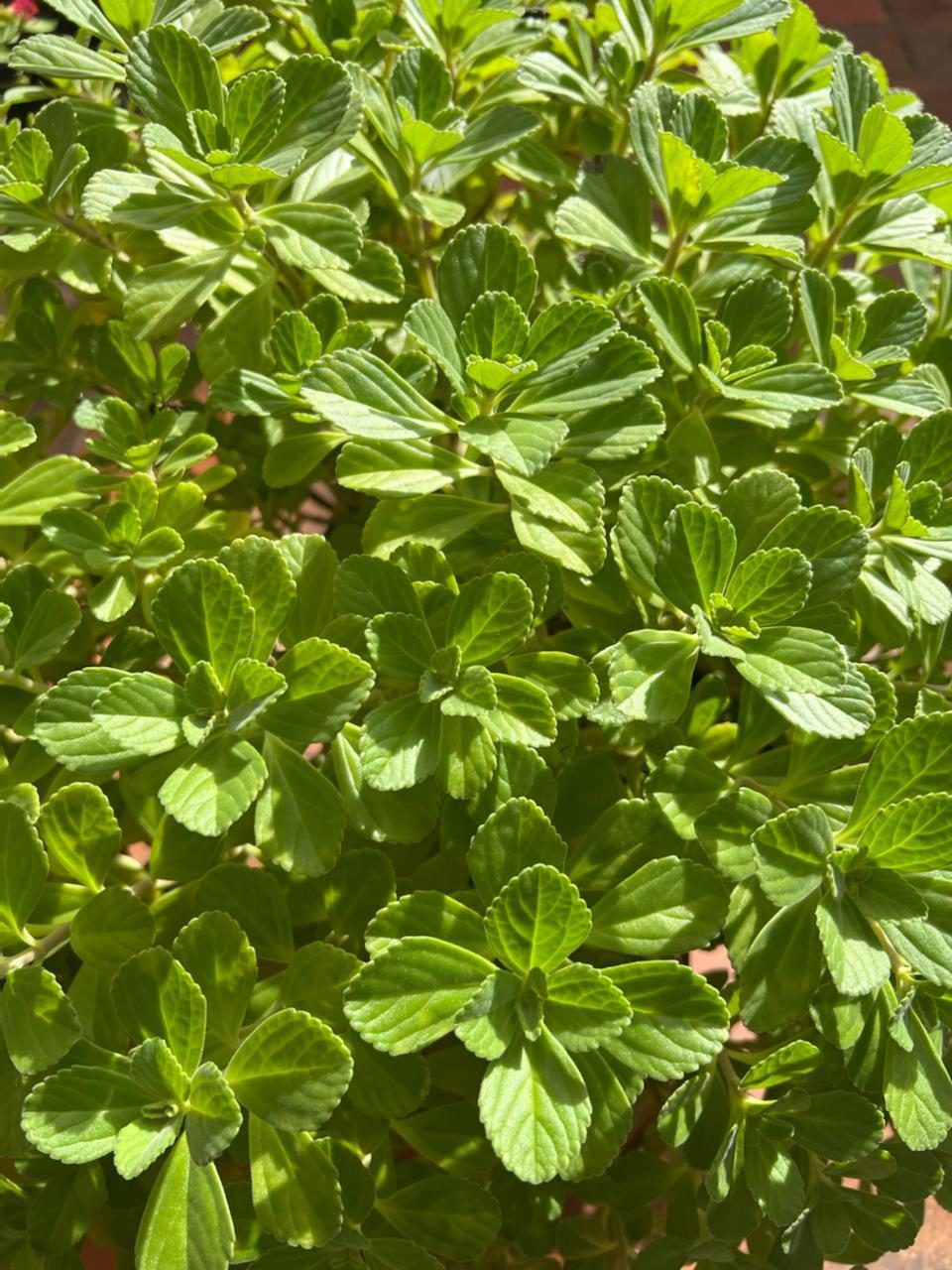Колеус канина, куст